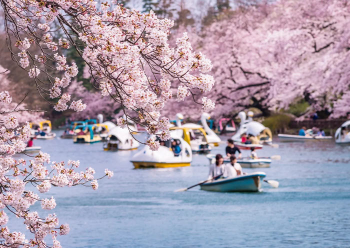 Cherry Blossom in Chidorigafuchi, Tokyo Cherry Blossom in Chidorigafuchi, Tokyo