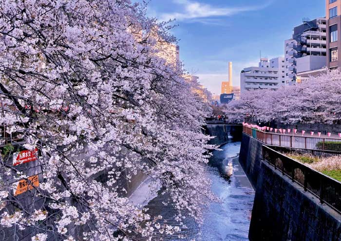 Paseo de Cerezos en Flor junto al Río Meguro Meguro River Cherry Blossoms Promenade