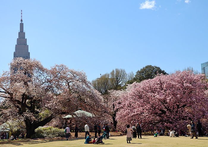 Flores de cerezo en el Jardín Nacional Shinjuku Gyoen Cherry Blossom in Shinjuku Gyoen National Garden
