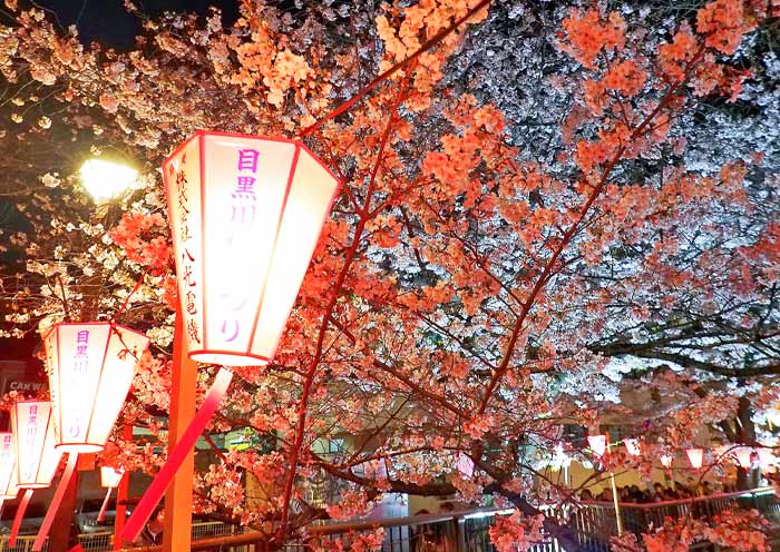 Cerezas en flor nocturnas junto al río Meguro Meguro River Night Cherry Blossoms