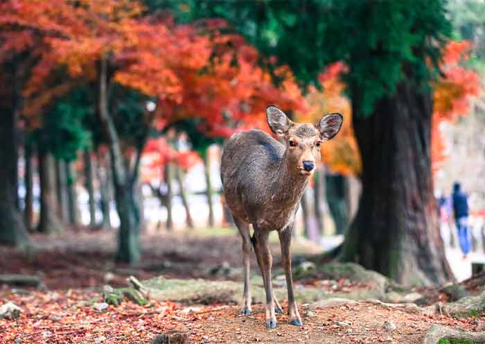 Parque Nara, Nara Nara Park, Nara
