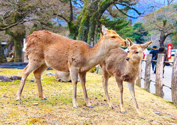 Parque Nara, Nara Nara Park, Nara