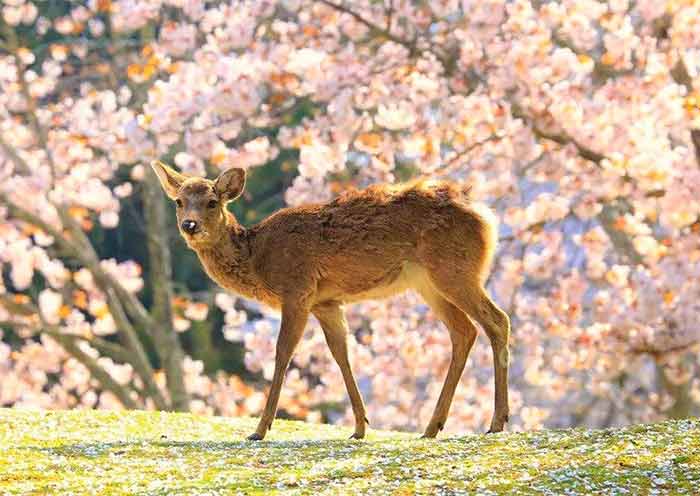 Mt. Wakakusa, Nara