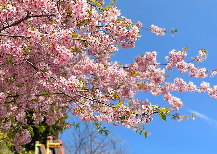 Hermosas Sakuras Beautiful Sakura