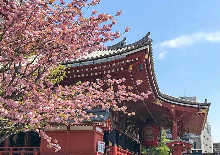 Cerezas en flor, Templo Senso-ji Sakura, Senso-ji Temple
