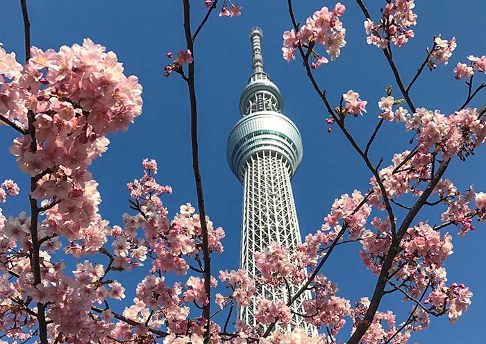 Tokyo Skytree con cerezos en flor Tokyo Skytree with Sakura